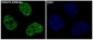 Anti-HDAC9 Rabbit Monoclonal Antibody